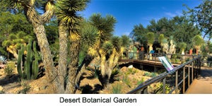 Photo of Desert Botanical Gardens