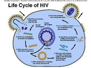 life cycle of HIV