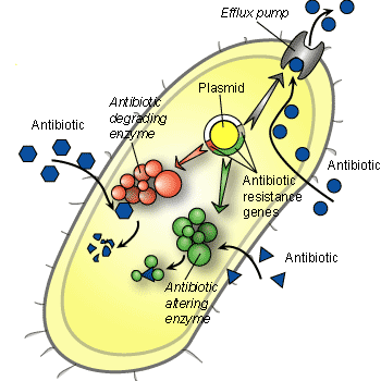 A drawing of a bacterium developing antibiotic resistance, via efflux pumps on the cell  membrane. 