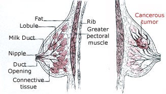 anatomy of breast