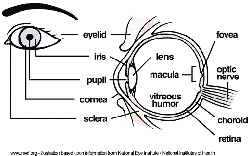 image of the anatomy of the eye