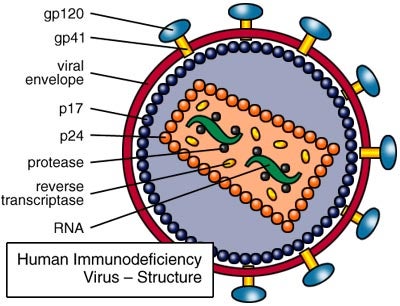 Human Immunodeficiency Virus - Structure