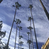 A view of palm trees along Palm Walk