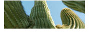 Giant Saguaro