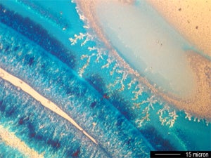 Silver eletro deposit grown on a solid electrolyte