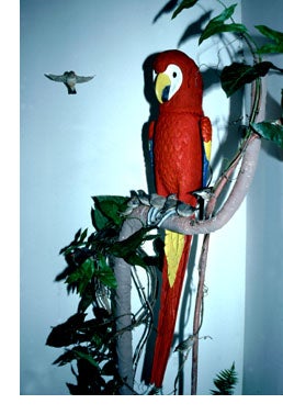 the bird--Rara Avis