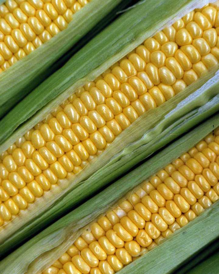 corn