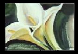 calla lily