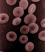 healthy red blood cells