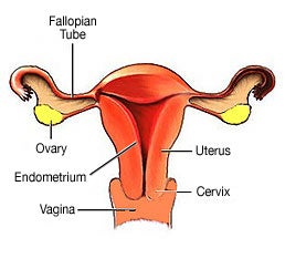diagram of the uterus