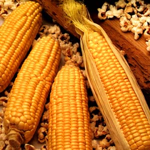 corn