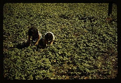 Two farm workers working in an agricultural field.