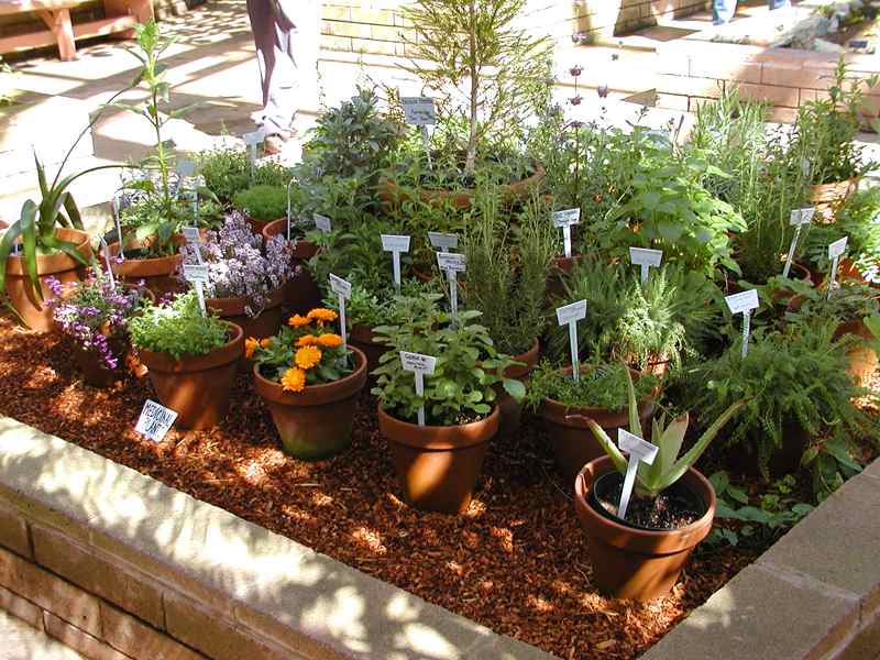 pic of several herbs in pots