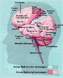 image of brain