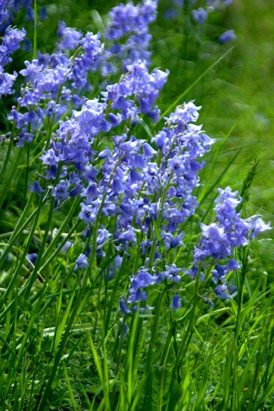 bluebell