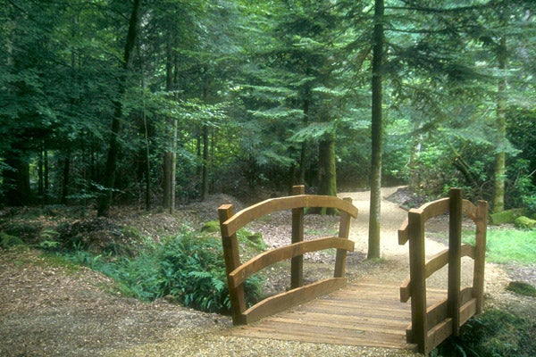 woods