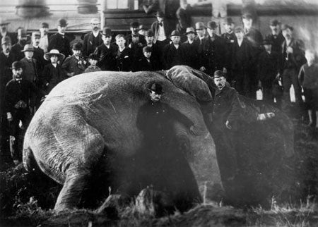 An Elephant that's been shot dead