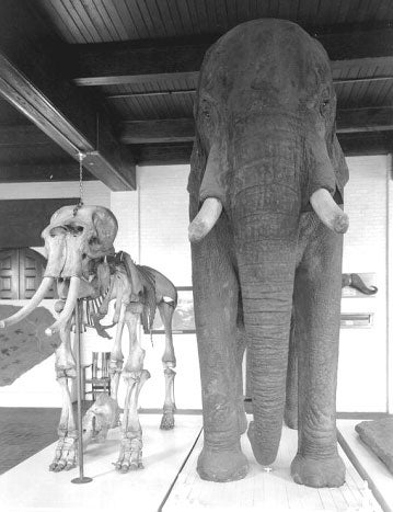 Elephant on Display