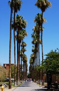 Palm Walk, ASU