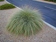 Small clumping perennial grass, growing 2-3 ft. high.  Light green with showy flower stalks in summer through fall and have mixed colors of white, pink, and purple.  Used in rock gardens, small planters, and on banks and slopes.  Adapted to heat, sun, drought, cold, and poor soils.  Produces a highly viable supply of seed.<br/><b>Location</b>: 47th Ave. Median.