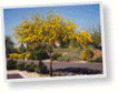 Small tree to 35 ft., clusters of yellow blooms in spring, fast grower, needs good drainage, full sun.<br/><b>Location</b>: North parking lots.