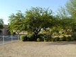 Partly evergreen, fastest growing of the mesquites, good drainage but tolerant of different soils, full sun, widely tolerant of water from little to none or ample, hardy to cold and heat.<br/><b>Location</b>: North side of <a class='gold' target='_blank' href='http://www.asu.edu/map/interactive/?campus=west&building=UCB'>UCB</a> and scattered throughout landscaped areas of campus.