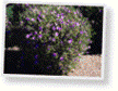 Evergreen perennial, 2 to3 ft. high, gray green leaves with purple flowers in summer, good drainage, full sun to part shade, will go dormant when dry or cold, damaged at 20 degrees F.<br/><b>Location</b>: Landscape areas north of <a class='gold' target='_blank' href='http://www.asu.edu/map/interactive/?campus=west&building=UCB'>UCB</a> and <a class='gold' target='_blank' href='http://www.asu.edu/map/interactive/?campus=west&building=FAB'>FAB</a> and in south parking lots.