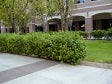 Evergreen shrub, moderate water, filtered sun to part shade in warmer climates, good drainage with a high percentage of humus.<br/><b>Location</b>: Forecourt between <a class='gold' target='_blank' href='http://www.asu.edu/map/interactive/?campus=west&building=UCB'>UCB</a> and <a class='gold' target='_blank' href='http://www.asu.edu/map/interactive/?campus=west&building=FAB'>FAB</a>.