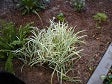 Evergreen perennial, average soil with good drainage, filtered or part shade, moderate water.<br/><b>Location</b>: <a class='gold' target='_blank' href='http://www.asu.edu/map/interactive/?campus=west&building=FAB'>FAB</a> courtyard, <a class='gold' target='_blank' href='http://www.asu.edu/map/interactive/?campus=west&building=UCB'>UCB</a> courtyard.