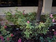 Deciduous or evergreen shrubs, full sun or light shade, good drainage, regular water, grows well with east exposure.<br><b>Location</b>: <a class='gold' target='_blank' href='http://www.asu.edu/map/interactive/?campus=west&building=FAB'>FAB</a> courtyard