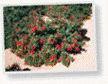 Evergreen shrub, 4 foot high, very colorful, orange to red blooms in the warm weather, heat tolerant, comes back quickly if it freezes.<br/><b>Location</b>: Main entrance on Thunderbird road, arboretum, and parking lot behind <a class='gold' target='_blank' href='http://www.asu.edu/map/interactive/?campus=west&building=FAB' target='_blank'>FAB</a>.