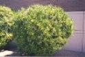 Tough drought resistant shrub, native to this area, fast grower, attracts whiteflies, tolerant of alkaline, rocky or heavy soils, part, full or reflected sun, best with regular widely spaced irrigation.<br/><b>Location</b>: <a class='gold' target='_blank' href='http://www.asu.edu/map/interactive/?campus=west&building=CLCC'>CLCC</a> beside block wall of loading area.