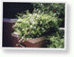 Evergreen, viny shrub that blooms in cycles during warm weather, grows in mounds 3-4 ft. high, average soil, part to full sun, moderate water, foliage damaged at 28 degrees F.<br/><b>Location</b>: Raised planters along north side of <a class='gold' target='_blank' href='http://www.asu.edu/map/interactive/?campus=west&building=CLCC'>CLCC</a> and <a class='gold' target='_blank' href='http://www.asu.edu/map/interactive/?campus=west&building=SANDS'>Sands</a>.