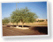 Medium sized deciduous tree, 20 to 25 ft. high, bark is green, colorful yellow flowers in early spring, deep irrigation, full sun, sandy soil is best, good tree for this area.<br/><b>Location</b>: East and west parking lots south of the <a target='_blank' href='http://www.asu.edu/map/interactive/?campus=west&building=FLHLB'>library</a>.