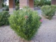 Medium to large shrub that grows 8-10 ft. high and as wide.  Long pointed leaves that are medium green.  Showy flowers in mid-spring through summer.  Widely adapted including very dry areas.  Tolerates heat, aridity, sun, wind, and extended periods of drought.  They develop into mounding shrubs or can be clipped as hedges.  Can be pruned as single or multiple trunk trees for use in patios, courtyards and parking lot planters.<br/><b>Location</b>: Front entry on Thunderbird road.