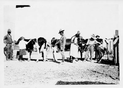 Class in Stock Judging, ca. 1913