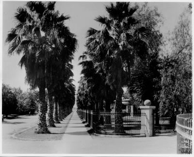 Palm Walk, 1930s