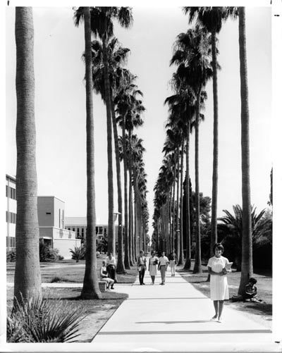 Palm Walk, 1966
