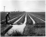 Tempe Normal Farm, 1920s