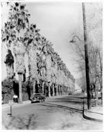 Palm Walk, 1946