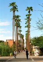 Palm Walk, 1990s