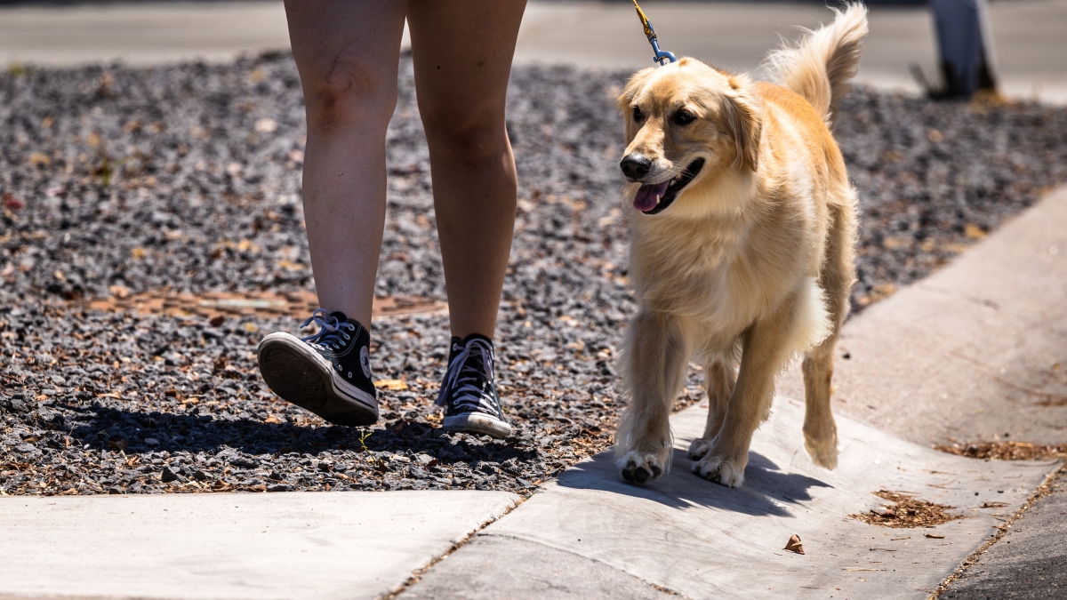 Person walking a dog in a neighborhood where the sidewalk ends and becomes gravel