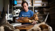 Researcher handling fossils.