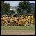 asuvucsd9